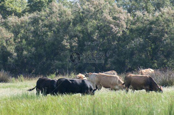 一群公牛吃新鲜的香草清楚家畜野生动物图片