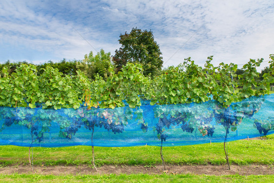 损害季节水果欧洲葡萄园中带有鸟网的一排蓝葡萄植物图片