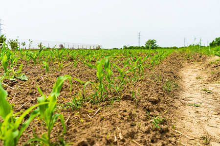 一个田地上新鲜小玉米农村种植概念的近似新玉米和小谷物农场夏天图片