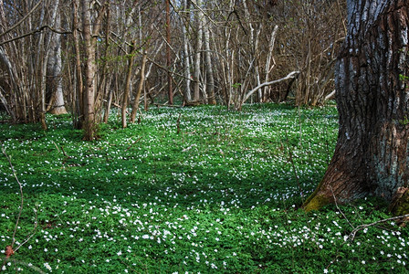 瑞典白色的春天在来自西德群岛奥兰的森林里开花朵风图片