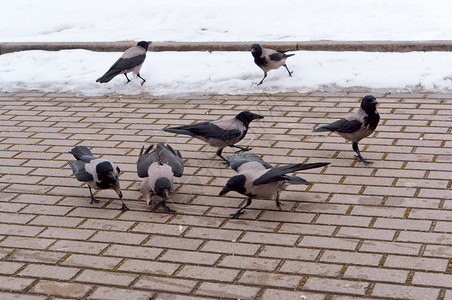 喝步行人道上的一群灰乌鸦城市里的黑乌鸦城市里的黑乌鸦镇图片