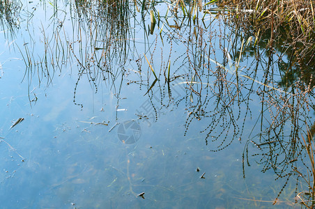 美丽的高水中草反射沼泽过度生长的池塘反射雨水中草反射俄罗斯背景图片