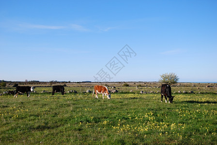 春季牧场有来自瑞典群岛奥兰的牧牛放牲畜花朵奶牛场地图片