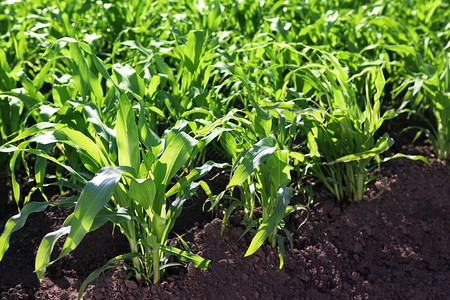 田间粮食作物种植绿玉米谷物作农生长户外图片