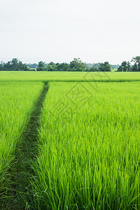 农村稻田绿草牲畜照片生活场地新鲜的图片
