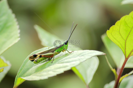 泰国蚱蜢在自然界的叶子上蟋蟀眼睛图片