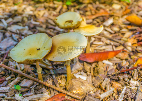 平坦的白色黄板圆形小蘑菇在大型闭合中一起形成黄色的菌类图片