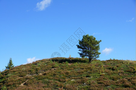 完美的景观在自然环境中与蓝天空相对的完美独树绿草地图片