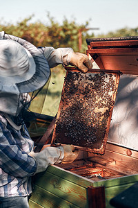 养蜂店的人从蜜和的窝中画出在梳子上真实的人情况出去维护蜜蜂图片
