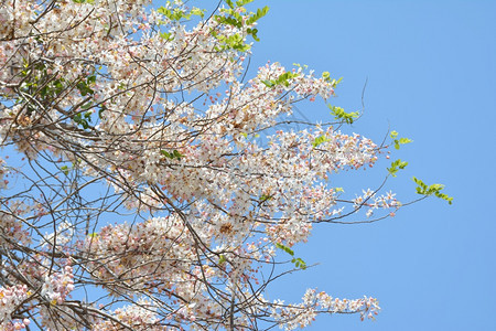狂野喜马拉雅樱桃在蓝色天空背景的树枝上绽放绿色花图片