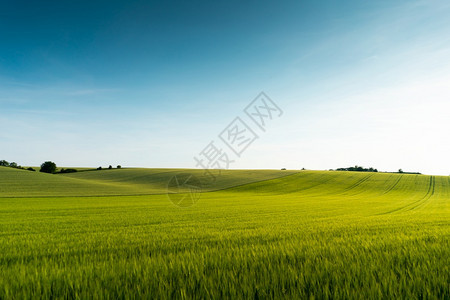 牧场美丽的绿地风景自然夏天图片