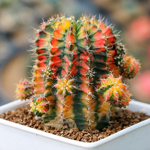 温室中的CactusSucculent植物颜色绿棘手的图片