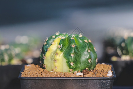 温室中的CactusSucculent植物花园沙漠阳光图片