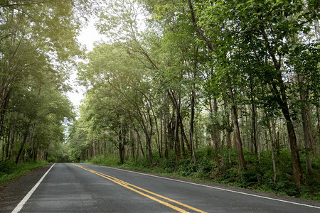 交通往绿林的清空沥青路绿色街道图片