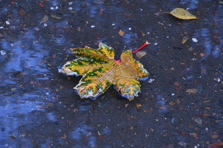 城市公园下雨后秋天离开丰富多彩的自然黄色图片