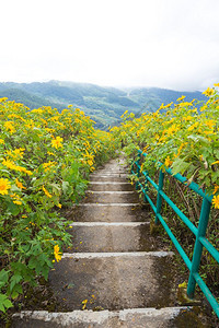 种植的山地和冬季黄花田山地和冬季的黄花田色图片