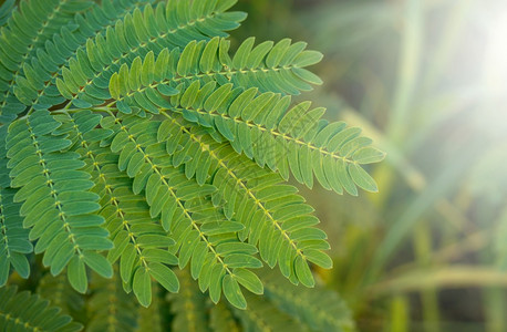 叶子花带阳光的罗望树叶生长图片素材
