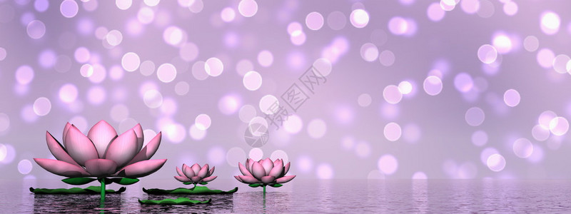 松弛和平紫色Lily的花朵和叶子在紫丁基三维背景的水上图片