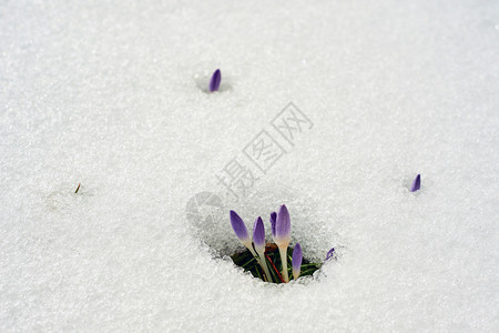 雪地里的紫色的花朵图片