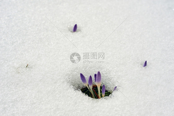 雪地里的紫色的花朵图片