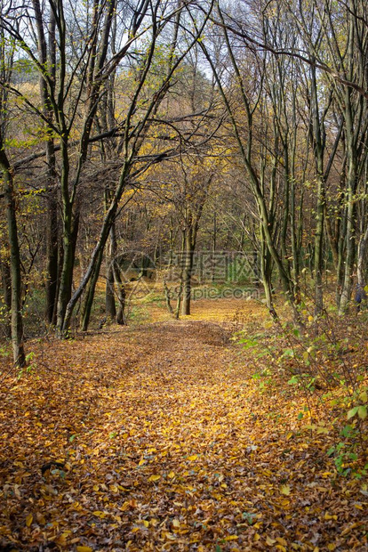 公园丰富多彩的美丽阳光明媚秋天风景红叶落下道路穿过森林黄树横美丽阳光晴的秋天风景干红叶落下道路穿过林地和黄树干燥图片