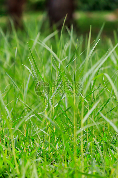 在公共园的新鲜绿草中选择重点和蚂蚁对草地焦点背景以外的绿草进行观察天保护推杆图片