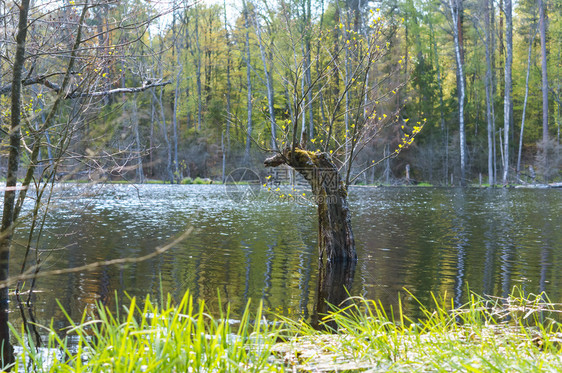 自然老的户外湖中一棵老破树长满苔藓和地衣的树图片