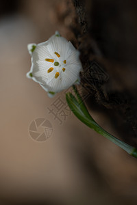 花束雪莲关闭美丽的白色雪花开春天美丽的白色雪花开投标图片