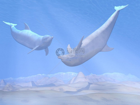 两只美丽的海豚在水下玩得开心有光灯Dolphins在水下玩3D转化潜水乐趣插图图片