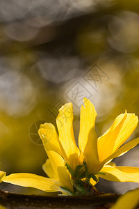 Forsythia花朵美丽的春天花关闭Forsythia花节黄色的框架植物学图片
