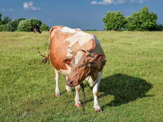 白色的浅绿地背景牛群青红白发现牛群在放牧天然背景的牛群在光明绿地背景的牛群斑农场图片