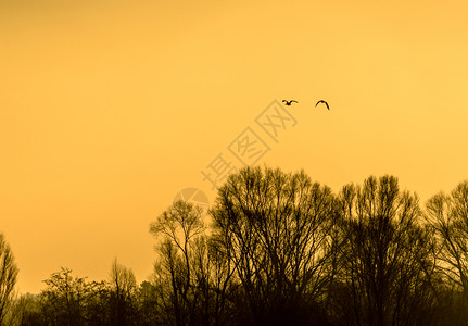 冬天水树叶季日出时鸟儿的休眠在湖岸树上枯萎的图片