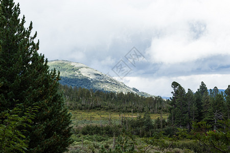 前往自然保护区KuznetskyAlatau山地公园的旅游者之KuznetskyAlatau乡村的森林草图片