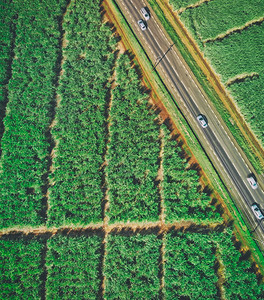 穿越甘蔗的美丽道路空中景象天线活力图片