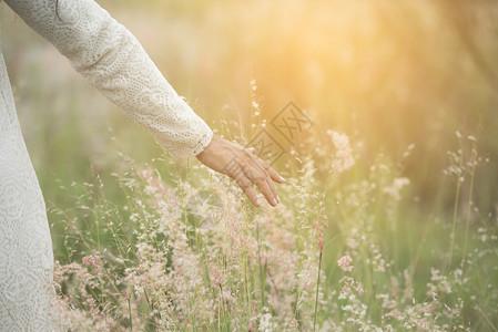 吸引人的自由青春年轻美貌女子用手摸小麦钉在日落时阳光明媚的草地上美丽图片