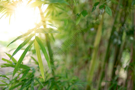 花园天然和晨阳光中的竹叶温泉和自然的背景图象有机的春天图片