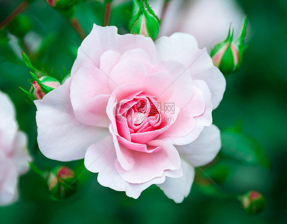 自然背景中的粉红玫瑰花自然背景中的粉红玫瑰花盛开爱婚礼图片