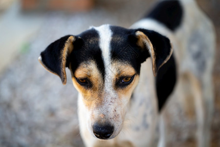 商业的小狗马达加斯岛上的一只流浪狗马达加斯岛上的一只流浪狗步行图片