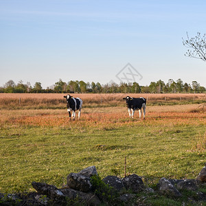 黑与白年轻的夜光中两头好奇的奶牛在传统干石墙后面农场图片