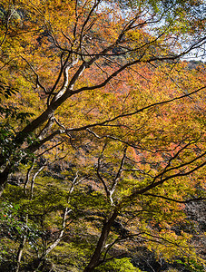 秋天日本大阪明oo或米诺公园日本最古老的公园之一最老的景观或者图片