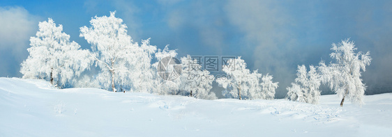 冷冻白色的十二月冰霜覆盖在一片白草地上满是蓝天雪的白草地上图片