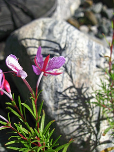 粉红花和山地景观高加索夏季蓝色的植物颜图片