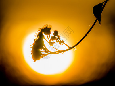 绽放问候新鲜的花朵明亮日落背景图片