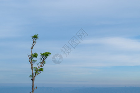 单树对抗软蓝色天空自然景观并有复制空间场地夏天乡村的图片