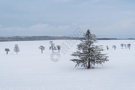 冬季景观寒冷的冬季田生树户外土地森林图片