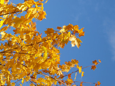 蓝天下金黄色的树叶图片