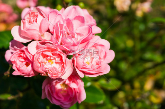 婴儿植物黑暗的将仙子玫瑰粉红在宏观特辑中一个美丽的花园玫瑰朵图片