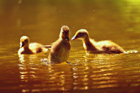 野外幼鸟小鸭子游泳图片