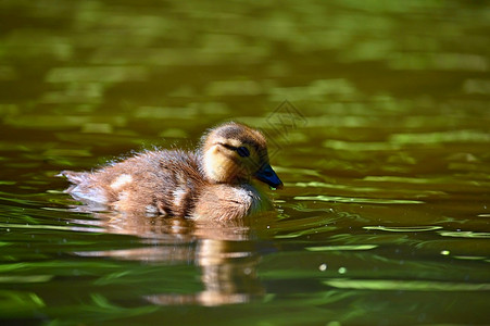 野外水中的小鸭子图片