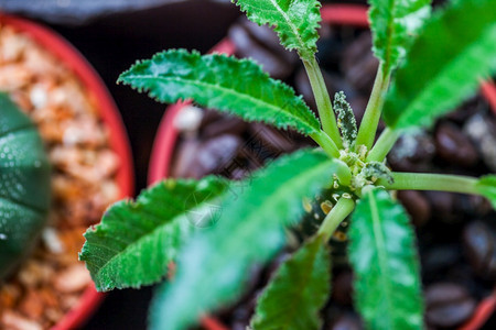 绿色小仙人掌在花盆中与椰菜豆天然植物群学图片